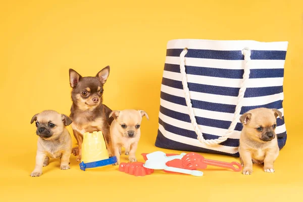 Funny Scene Mother Chihuahua Three Puppies Day Out Beach Bag — Stock Photo, Image