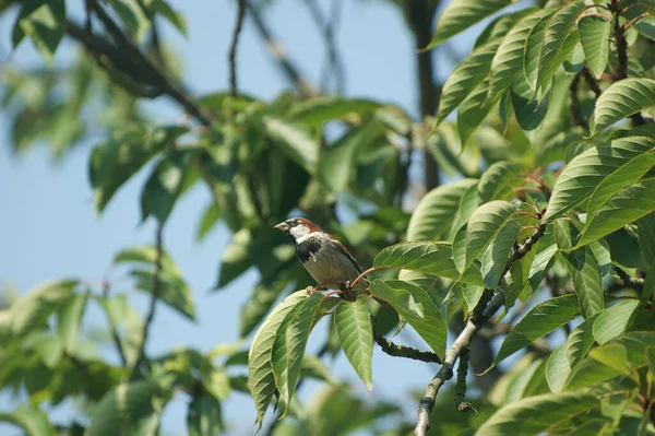 Moineau Commun Passant Domesticus Mâle Près Arbre Assis Sur Une — Photo