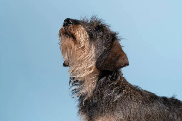 青地にひげと口ひげが分離された二色の髪の毛の線毛のダックスフンド犬の全身閉鎖 — ストック写真