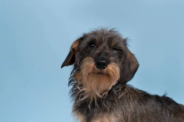 青地にひげと口ひげが分離された二色の髪の毛の線毛のダックスフンド犬の全身閉鎖 — ストック写真