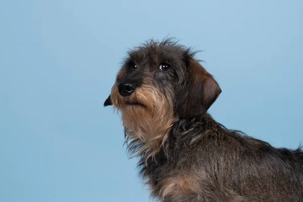 青地にひげと口ひげが分離された二色の髪の毛の線毛のダックスフンド犬の全身閉鎖 — ストック写真