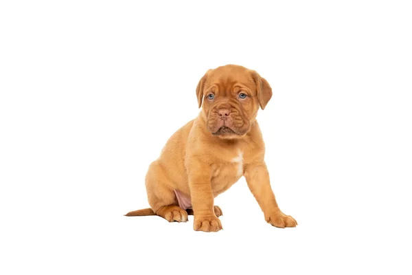 Χαριτωμένο Κουτάβι Γαλλική Φυλή Dogue Bordeaux Κάθεται Απομονωμένο Ένα Λευκό — Φωτογραφία Αρχείου