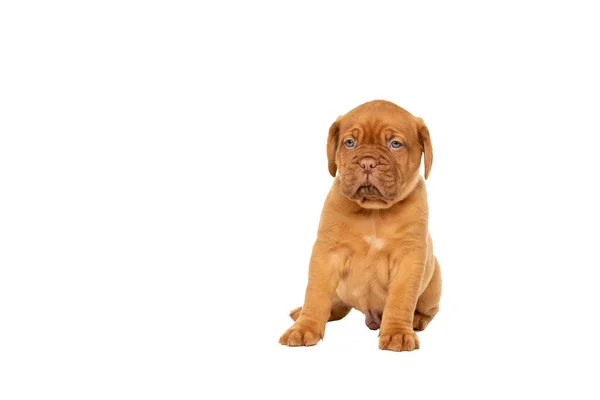 Carino Cucciolo Frensh Razza Dogue Bordeaux Seduto Isolato Uno Sfondo — Foto Stock