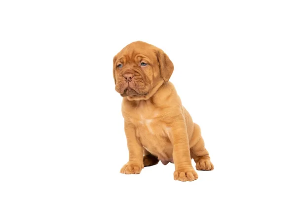 Cute Puppy Frensh Breed Dogue Bordeaux Sitting Isolated White Background — Stock Photo, Image