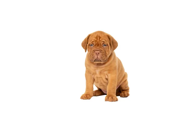 可愛いです子犬新鮮な品種の犬デ ボルドー座っていますコピースペースと白い背景に隔離された — ストック写真