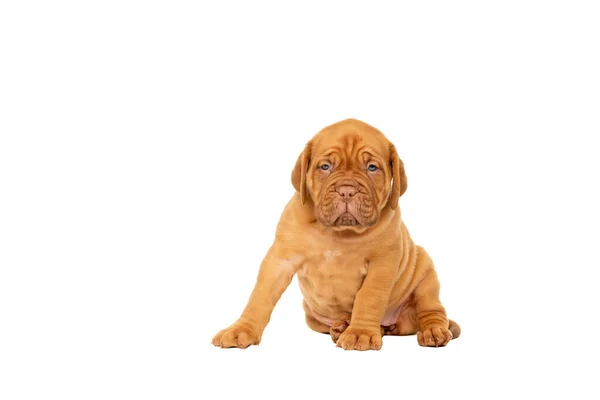 Χαριτωμένο Κουτάβι Γαλλική Φυλή Dogue Bordeaux Κάθεται Απομονωμένο Ένα Λευκό — Φωτογραφία Αρχείου