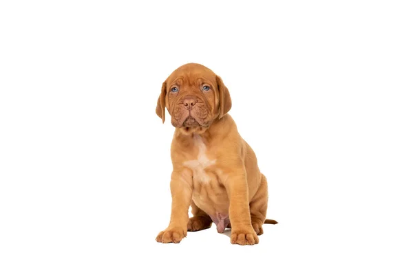 Cãozinho Bonito Raça Frensh Dogue Bordeaux Sentado Isolado Fundo Branco — Fotografia de Stock