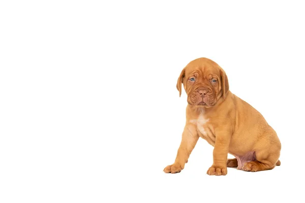 Cute Puppy Frensh Breed Dogue Bordeaux Sitting Isolated White Background — Stock Photo, Image