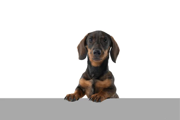 Closeup Colored Black Tan Wire Haired Dachshund Dog Isolated White — Stock Photo, Image