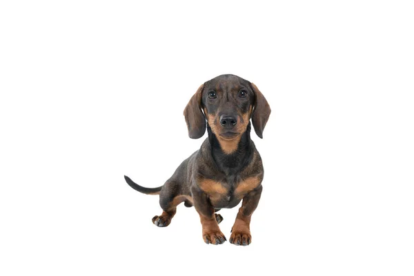 Close Cão Dachshund Colorido Preto Bronzeado Pêlo Duro Corpo Inteiro — Fotografia de Stock