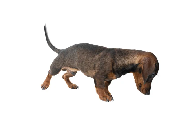 Primer Plano Perro Dachshund Bicolor Negro Moreno Con Pelo Alambre — Foto de Stock