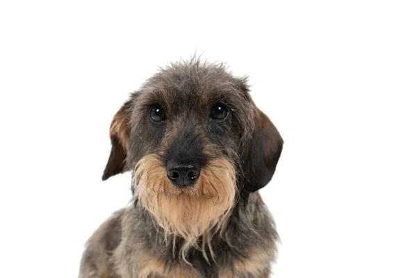 Gros Plan Tête Chien Teckel Bicolore Poils Longs Avec Barbe — Photo