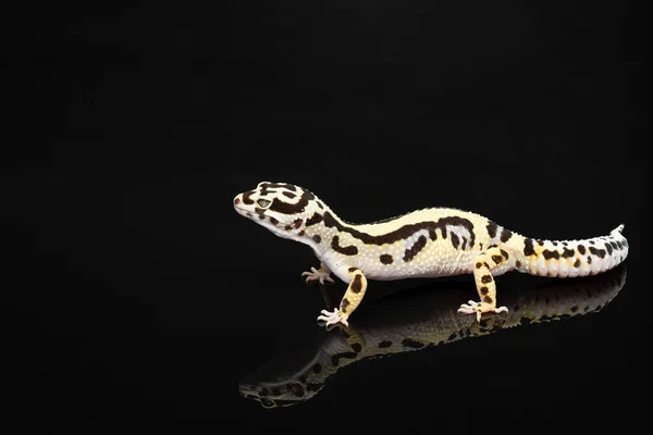 Czarno Kość Słoniowa Jaszczurka Leopard Gecko Niebieskimi Szarymi Oczami Odbiciem — Zdjęcie stockowe
