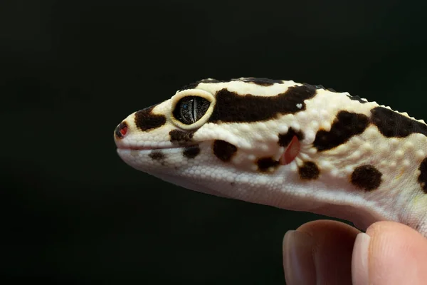 Léopard Léopard Gecko Noir Ivoire Aux Yeux Gris Bleu Tenu — Photo