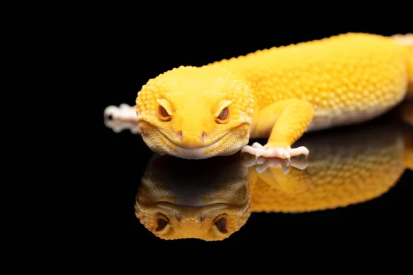 Yellow Leopard Gecko Lizard Red Eyes Reflection Black Background — Stock Photo, Image