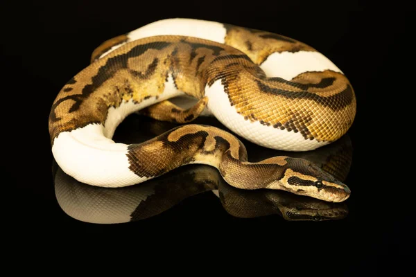 Close Brown Green Ivory Buttermorph Ballpython Adult Full Body Lying — Stock Photo, Image