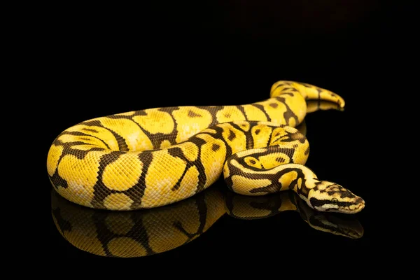 Close Brown Green Yellow Buttermorph Ballpython Adult Full Body Lying — Stock Photo, Image