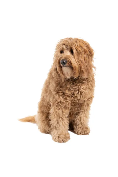 Golden Labradoodle Guardando Parte Seduto Isolato Sfondo Bianco — Foto Stock