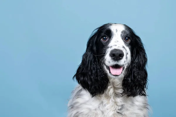 Mavi arka plandaki kameraya bakan bir İngiliz cocker spaniel 'inin portresi