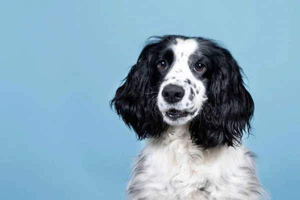 Retrato Inglês Cocker Spaniel Olhando Para Câmera Fundo Azul — Fotografia de Stock