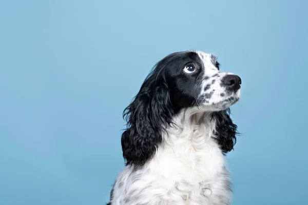 一个蓝色背景的英国小猎犬的肖像 — 图库照片