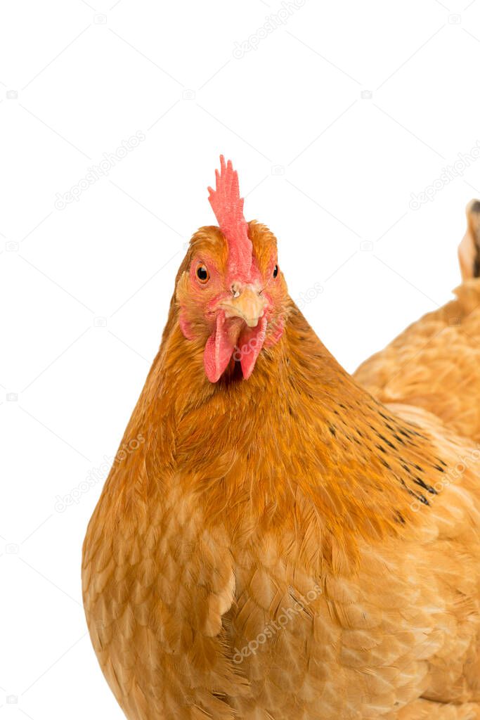 A Portrait of the head of a a New Hampshire Red hen chicken isolated on a white background
