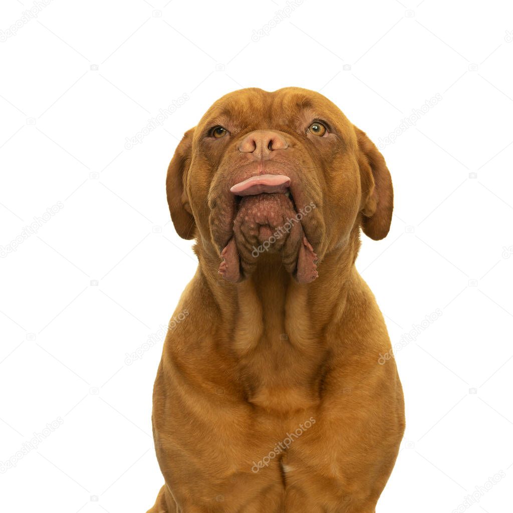 Portrait of the head of an adult Dogue de Bordeaux dog, female, sticking out her tongue in a cheecky way isolated on white background