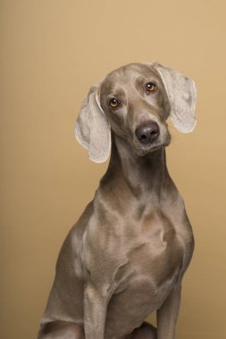 Bej bir arka planda dişi Weimaraner köpeği portresi