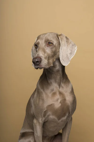 ベージュの背景に女性のWeimaraner犬の肖像画 — ストック写真