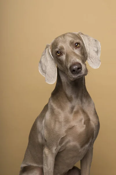 Portretul Câinelui Weimaraner Fundal Bej — Fotografie, imagine de stoc