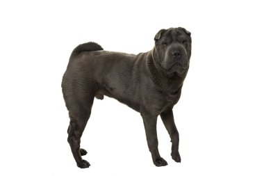 Gri Shar Pei köpeği beyaz arka planda izole edilmiş kameraya bakıyor.