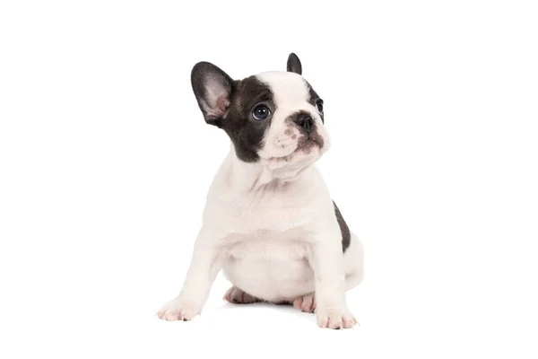 Een Studio Shot Van Een Schattige Franse Bulldog Puppy Zittend — Stockfoto