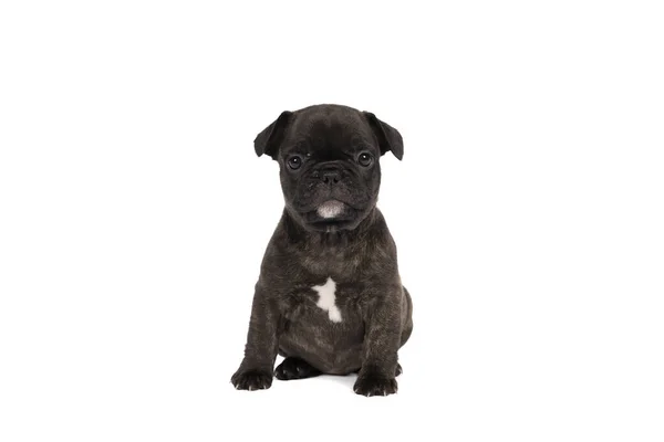 Tiro Studio Filhote Cachorro Buldogue Francês Adorável Sentado Fundo Branco — Fotografia de Stock