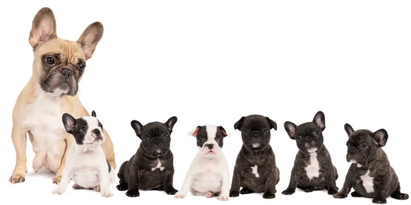 Studio Shot Litter Adorable French Bulldog Puppies Mother Sitting Isolated — Stock Photo, Image