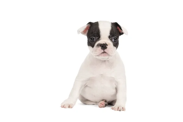 Een Studio Shot Van Een Schattige Franse Bulldog Puppy Zittend — Stockfoto