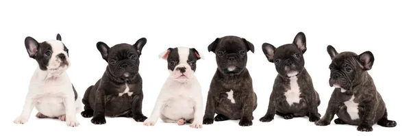 Tiro Studio Uma Ninhada Adorável Cachorros Buldogue Francês Sentado Fundo — Fotografia de Stock