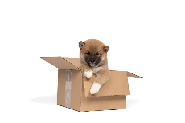 Een Shiba Inu Puppy Zittend Een Kartonnen Doos Geïsoleerd Een — Stockfoto