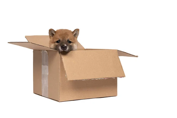 Cachorro Shiba Inu Sentado Una Caja Cartón Aislado Fondo Blanco — Foto de Stock