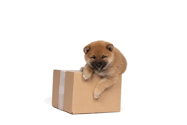 白地に隔離された段ボール箱に座っている柴犬の子犬 — ストック写真