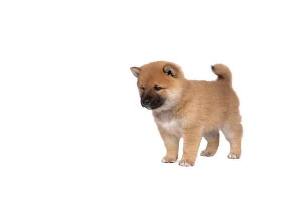 Shiba Inu Valp Stående Isolerad Vit Bakgrund Med Utrymme För — Stockfoto