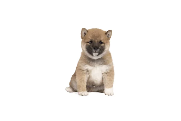 Cachorro Shiba Inu Sentado Isolado Fundo Branco Com Espaço Para — Fotografia de Stock