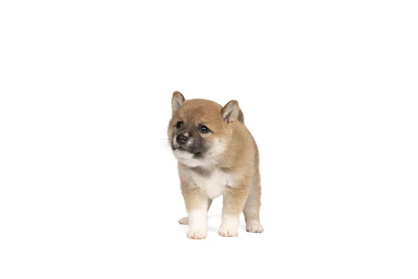 Shiba Inu Puppy Standing Isolated White Background Space Tekst Copy — Stock Photo, Image