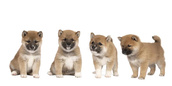 Vier Schattige Shiba Inu Pups Uit Één Nest Geïsoleerd Een — Stockfoto