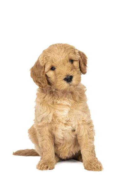 Een Schattige Labradoodle Puppy Zit Kijken Naar Camera Geïsoleerd Een — Stockfoto