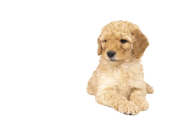 Een Schattige Labradoodle Puppy Ligt Weg Kijken Van Camera Geïsoleerd — Stockfoto