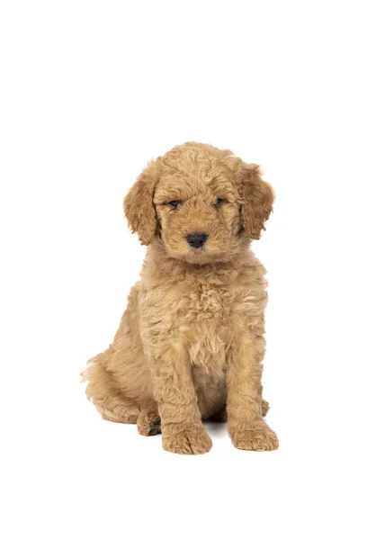 Cute Labradoodle Puppy Sitting Looking Camera Isolated White Background Space — Stock Photo, Image