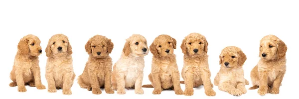 Una Cucciolata Simpatici Cuccioli Labradoodle Seduti Guardare Fotocamera Isolata Sfondo — Foto Stock