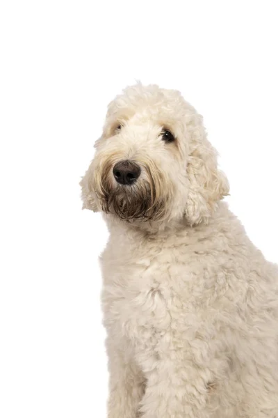 Felnőtt Labradoodle Nézi Kamera Elszigetelt Fehér Alapon Helyet Szöveges — Stock Fotó