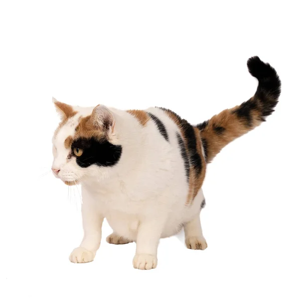 Portrait Domestic Cat White Black Ginger Spots Isolated White Background — Stock Photo, Image