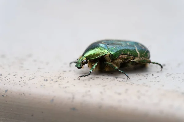 Крупный План Зеленой Розы Chafer Cetonia Aurata Зеленый Металлический Жук — стоковое фото